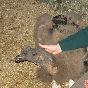 Summer 2011 - Andean Condor juvenile