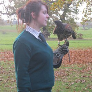 Summer 2011 - Black Kite