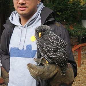 Summer 2011 - Black banded owl