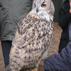 Summer 2011 - Eurasian Eagle Owl
