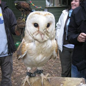 Summer 2011 - Barn Owl