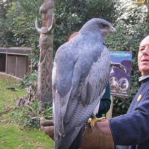 Summer 2011 - Black Chested Eagle Buzzard