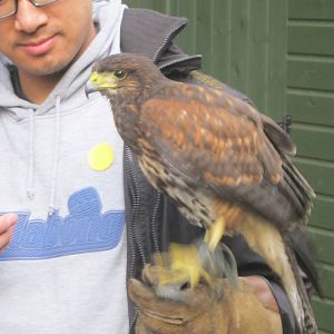 Summer 2011 - Harris Hawk