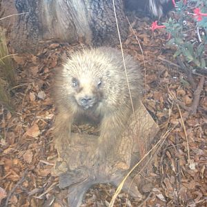 North American Porcupine