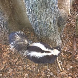 Striped skunk