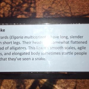 Alligator lizard sign