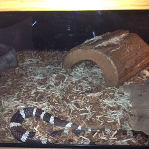California kingsnake enclosure