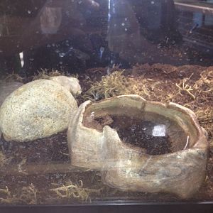 Tiger salamander tank