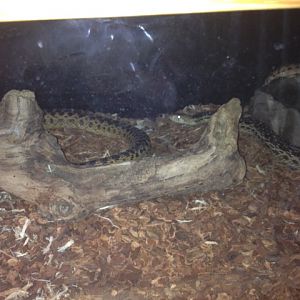 Gopher snake tank