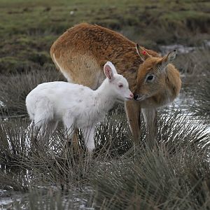 Lechwe (I think) and Calf