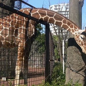 Giraffe in Ueno zoo