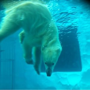 Polar bear in Ueno zoo