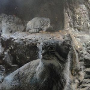 Pallas Cats in Ueno zoo