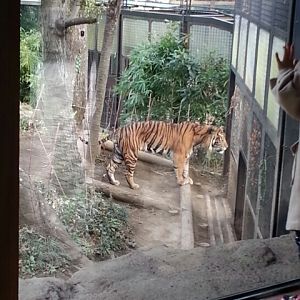 Sumatran tiger in Ueno zoo