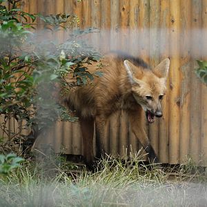 Maned wolf in Ueno zoo