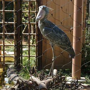 Shoebill in Ueno zoo