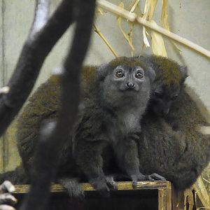 Bamboo lemurs in Ueno zoo