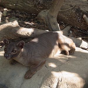 Fossa in Ueno zoo