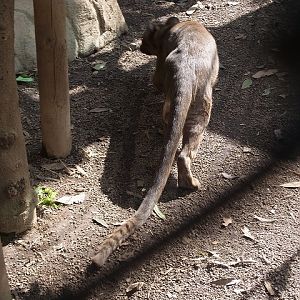 Fossa in Ueno zoo