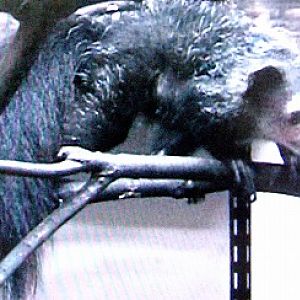 Aye-aye in Ueno zoo