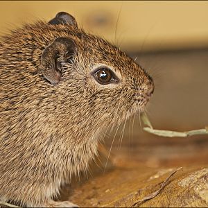 Grey cavy at Münster