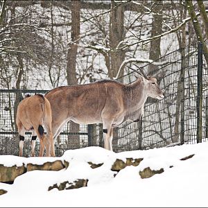 Eland at Münster