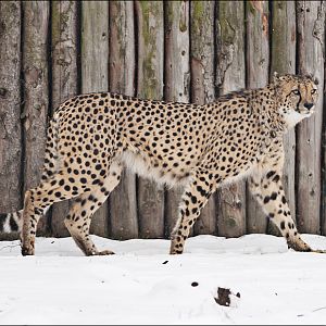 Cheetah at Münster