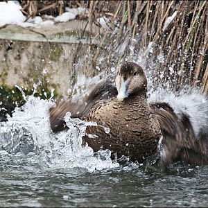 Common Eider at Münster