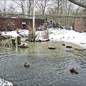 Sea bird aviary at Münster