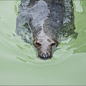 Grey seal at Münster