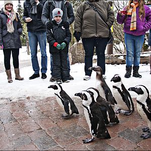 Peguinmarch at Münster