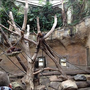 Otter up in a tree at Münster