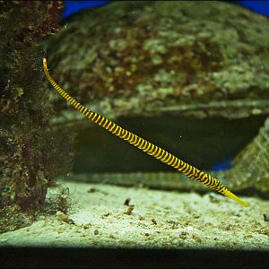 Sulu Syngnathid at Münster