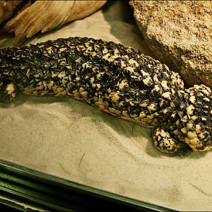 Shingleback at Münster