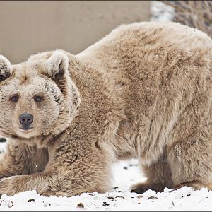 Syrian brown bear at Münster