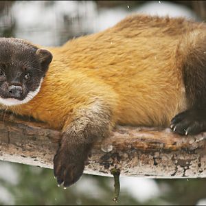 Yellow-throated marten at Münster