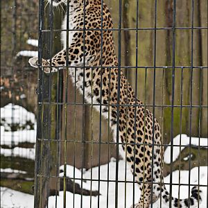 Persian leopard at Münster