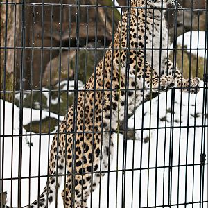 Persian leopard at Münster