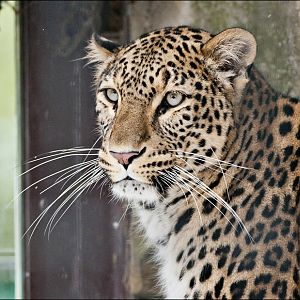 Persian leopard at Münster