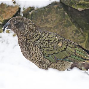 Kea at Münster