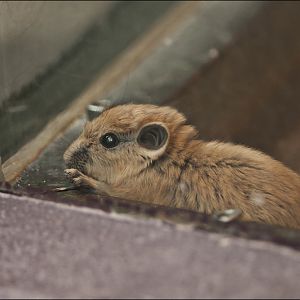 Baby gundi at Münster