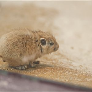 Baby gundi at Münster