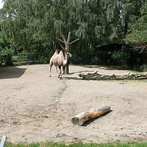 Aalborg Zoo - Two-humped camel exhibit