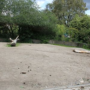 Aalborg Zoo - Two-humped camel exhibit