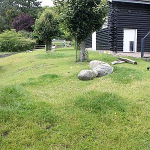 Aalborg Zoo - Grey kangaroo exhibit