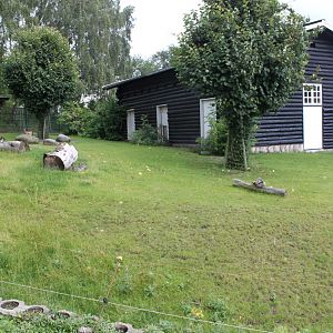 Aalborg Zoo - Grey kangaroo exhibit