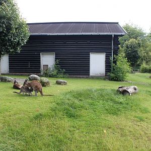 Aalborg Zoo - Grey kangaroo exhibit