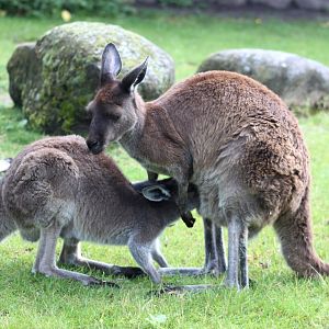Aalborg Zoo - Western grey kangaroos
