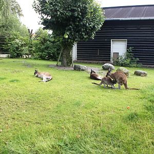 Aalborg Zoo - Grey kangaroo exhibit