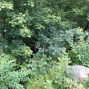 Aalborg Zoo - Red panda exhibit